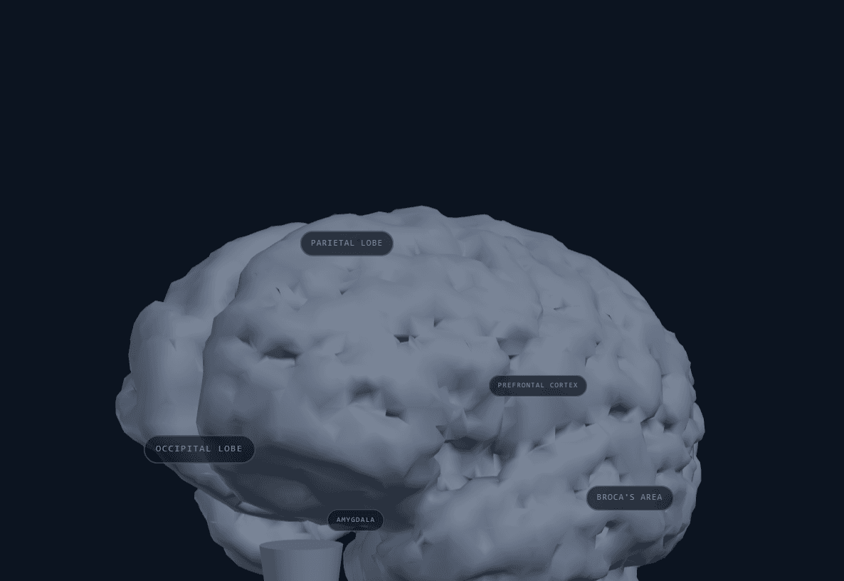The interactive 3D brain navigation model on this site's Pick My Brain page, with labeled anatomical regions linking to different site sections.